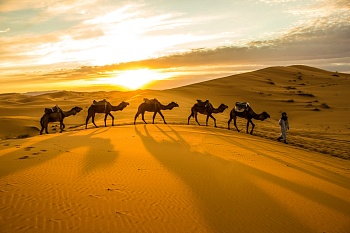 Караван в пустыне 1