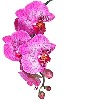 Орхидея 11