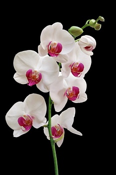 Орхидея на черном фоне