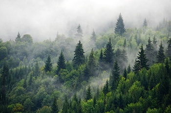 Лес в тумане 7