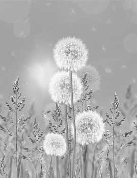 Одуванчики на сером фоне 3