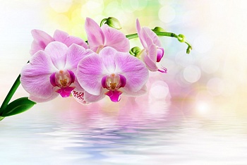 Орхидея над водой 8