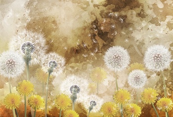 Одуванчики 9