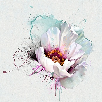 Цветок мака