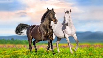 Пара лошадей