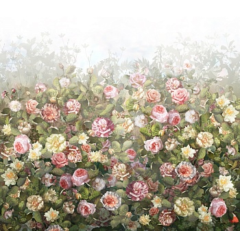 Розы 3