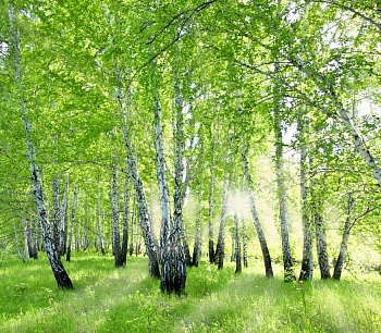 Березы 3