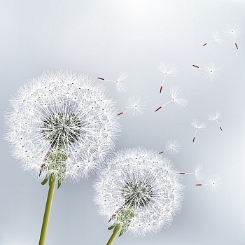 Одуванчики 6