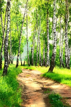 Березовая роща 4