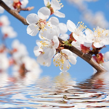 Цветы над водой