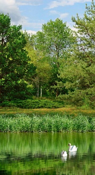 Пруд с лебедями 2