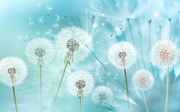 Одуванчики 10