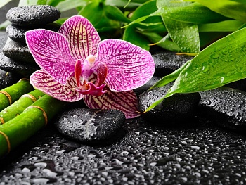 Орхидея на камнях