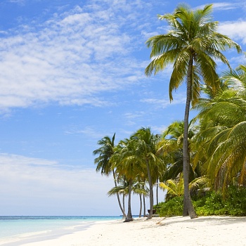 Пляж с пальмами 2