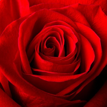 Красная роза