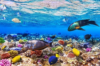 Подводный мир 10