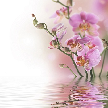 Орхидея над водой