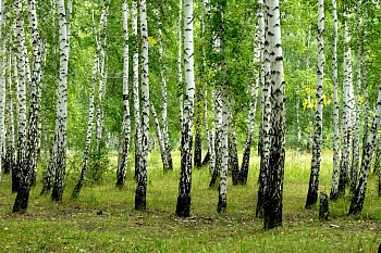 Березы, роща 1