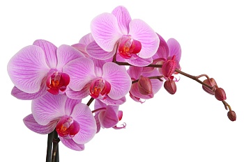 Орхидея 10