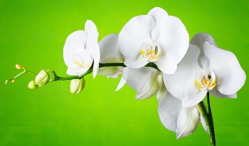Белая орхидея на зеленом фоне