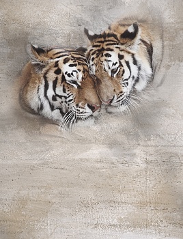 Пара тигров1