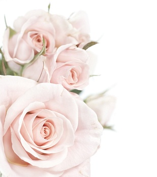 Нежные розы