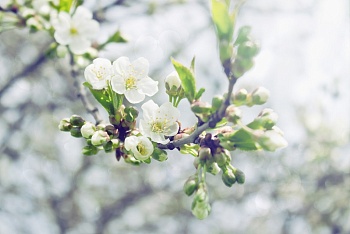 Цветы яблони 4