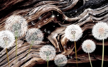 Одуванчики 8