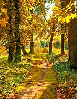 Осенний лес 2