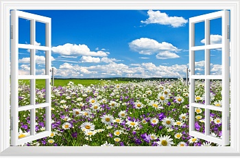 Вид из окна на поле с ромашками 1