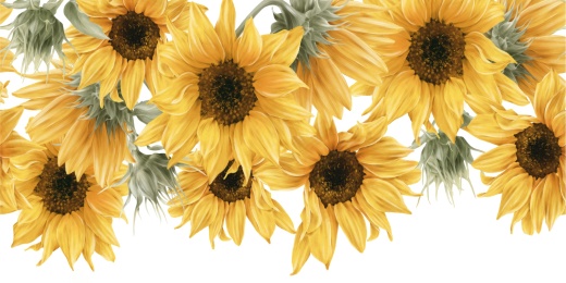 Подсолнухи