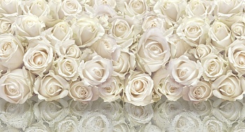 Белые розы 4