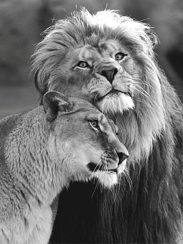 Лев и львица 1