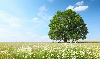 Дерево и ромашки