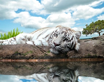 Белый тигр