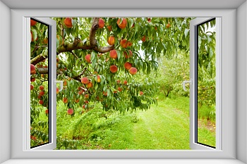 Вид из окна фруктовый сад