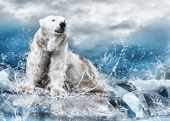 Белый медведь 1