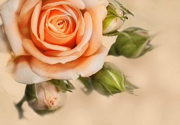 Нежная роза 2