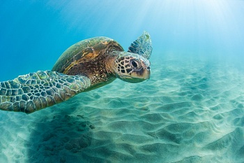 Морская черепаха