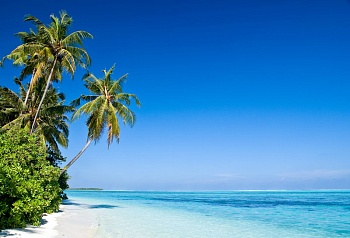  Пляж с пальмами