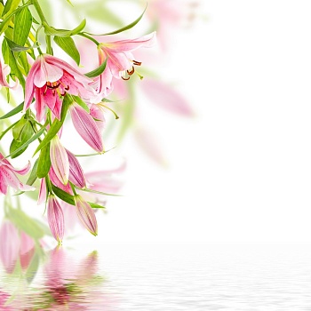 Лилии над водой