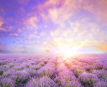 Лавандовые поля, закат
