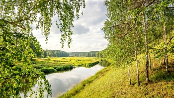 Пейзаж с березами