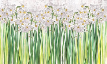 Нарциссы 1