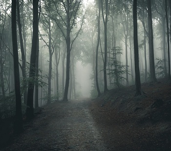 Лес в тумане 9