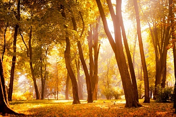 Осенний парк