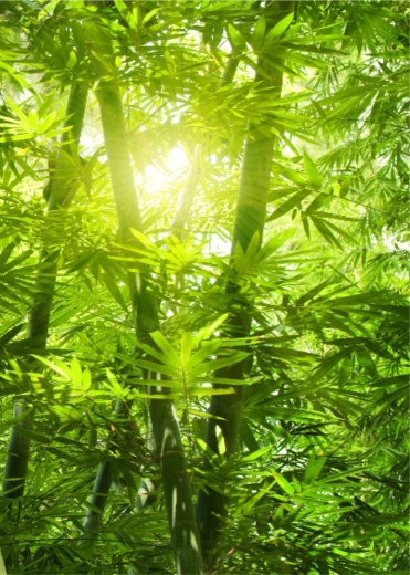 Бамбук