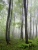 Лес в тумане