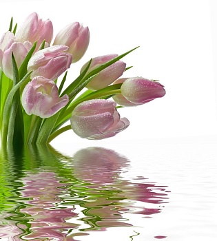 Тюльпаны над водой