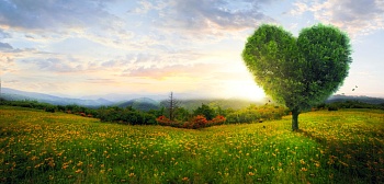 Дерево любви 1